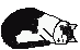 GattoSpadino_Sleeping.gif