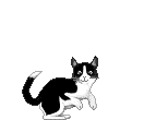  Jokes_BlackWhiteCat.gif 