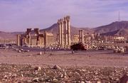  Palmyra 