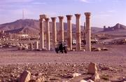  Palmyra 